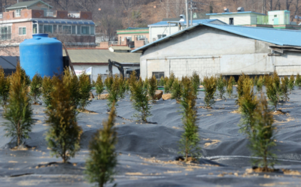 ▲LH 직원 투기 의혹이 있는 경기 시흥시 과림동의 토지에 나무 묘목들이 심어져 있다.  (연합뉴스)