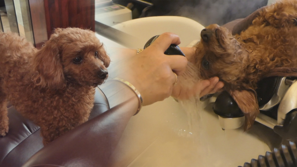 ▲헤드스파 푸들 모리(사진제공=SBS)