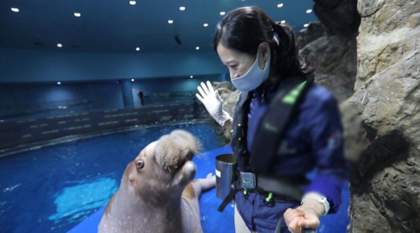 ▲‘관찰카메라 24’ 바다코끼리 돌보는 아쿠아리스트(사진제공=채널A)