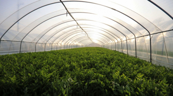 ▲‘관찰카메라 24’ 청도 한재골 미나리(사진제공=채널A)