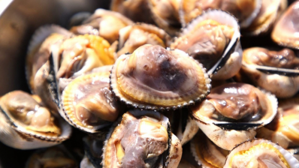 ▲'한국인의 밥상' 함평 월천항 꼬막(사진제공=KBS 1TV)