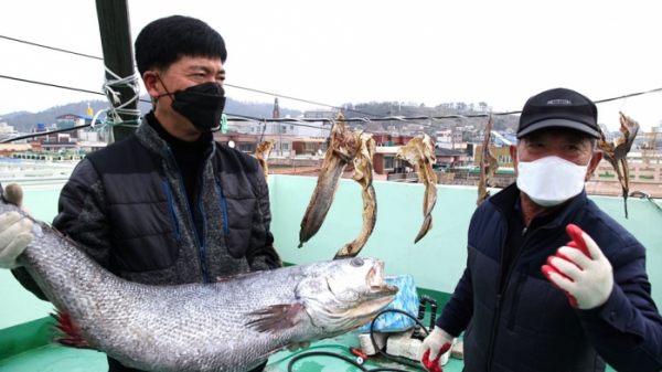 ▲'한국인의 밥상' 목포 남항 대물 민어(사진제공=KBS 1TV)
