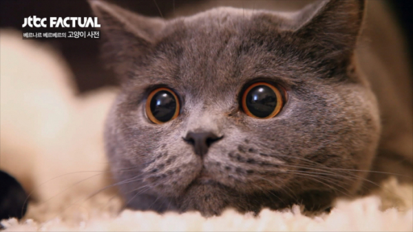 ▲'팩추얼' 고양이(사진제공=JTBC)