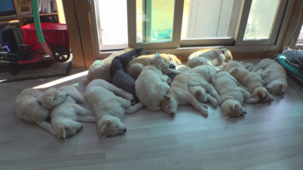 ▲‘TV 동물농장’(사진제공=SBS)