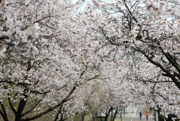 ▲28일 전북 전주시 덕진구 조경단로에 벚꽃이 만개해 있어 시민들이 산책을 즐기고 있다.  (뉴시스)