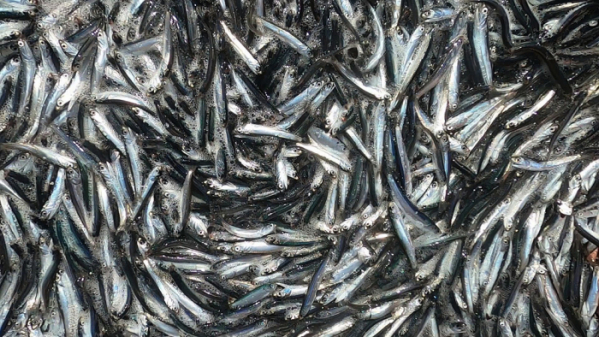 ▲‘바닷가 사람들’ 남해 멸치(사진제공=EBS1)