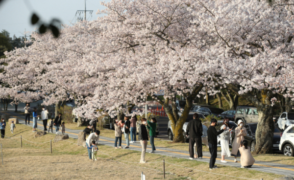 ▲제주대학교를 찾은 시민들이 활짝 핀 왕벚꽃나무 아래서 즐거운 시간을 보내고 있다. (뉴시스)