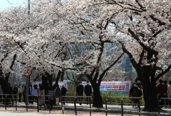 ▲30일 오후 서울 국회의사당 뒤편 여의서로에 벚꽃길 통제를 안내하는 플래카드가 걸려있다. (연합뉴스)