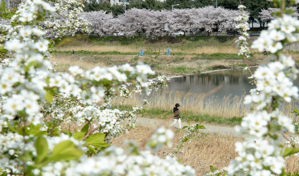 ▲따스한 봄 날씨가 이어진 31일 전북 전주시 완산구 효자동 효자교 인근 삼천 천변에 봄꽃이 만개해 있다. (뉴시스)
