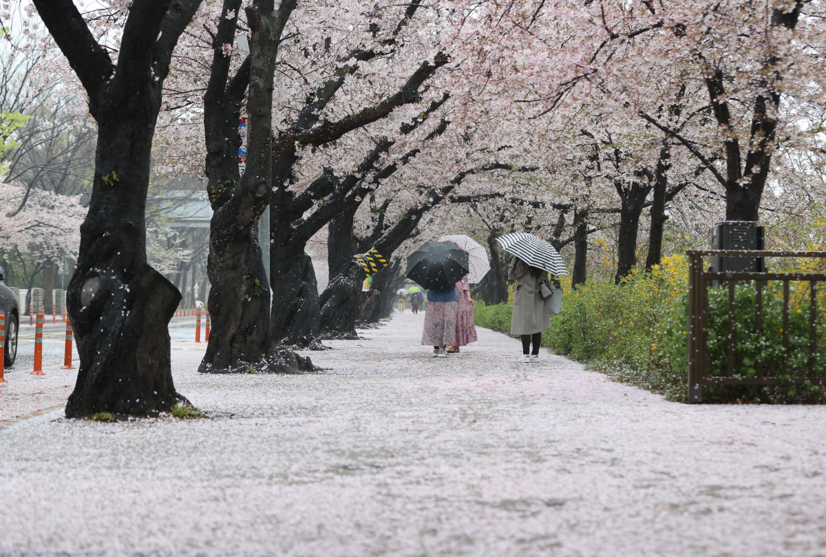 ▲봄비가 내린 3일 오전 서울 여의도 윤중로에 떨어진 벚꽃잎이 바닥을 뒤덮고 있다.  (연합뉴스)