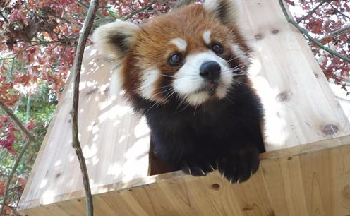 ▲'TV 동물농장' 레서판다(사진제공=SBS)