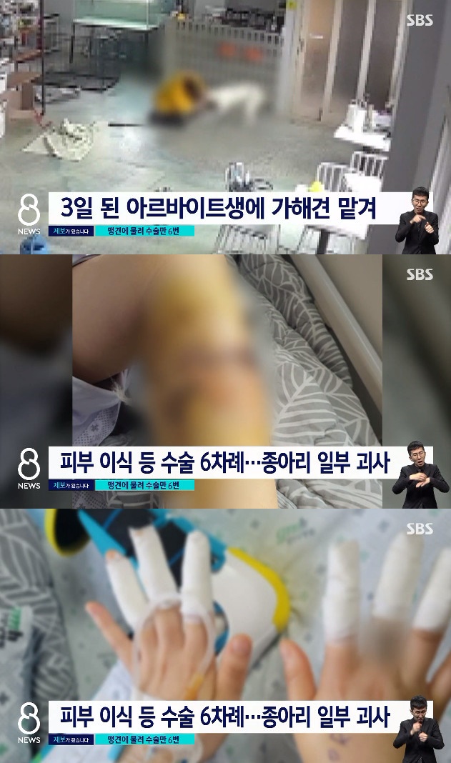 ▲애견카페 개물림 사고 (출처=SBS뉴스)