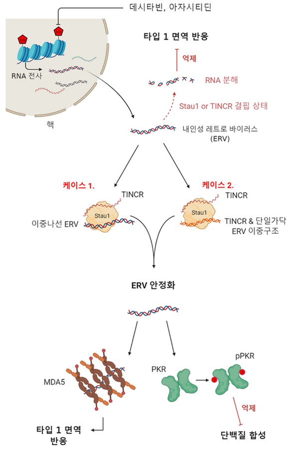▲DNA 탈메틸화제를 이용한 화학항암요법 메커니즘 모식도. 스타우펜1과 TINCR(긴 비암호화 RNA) 발현에 따른 체내 면역반응의 차이 확인. (사진제공=한국과학기술원)