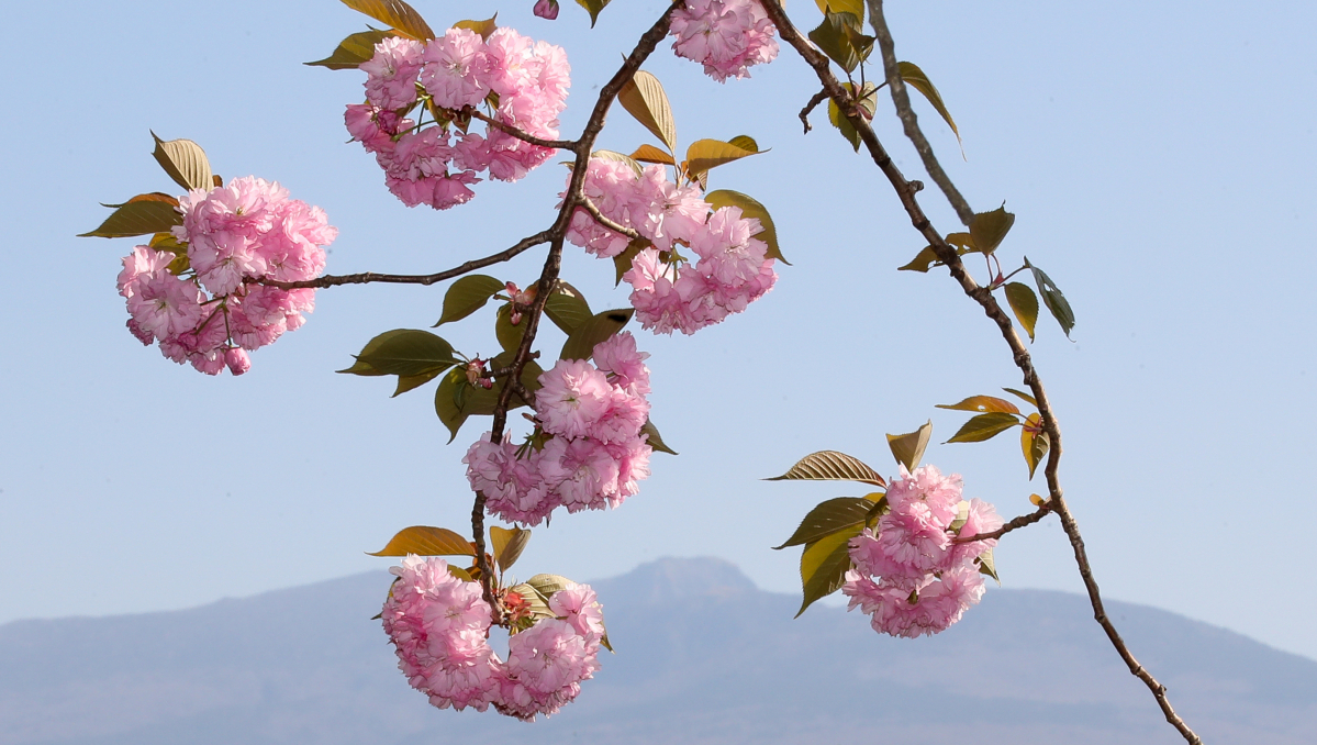 ▲8일 오후 제주시 오라2동에 활짝핀 겹벚꽃이 한라산 자락과 조화를 이루며 시선을 끌고 있다. (뉴시스)