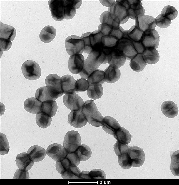 ▲폐수에서 신경계 독성물질을 분해하는 효과를 가진 박테리아 '파라코커스 코뮤니스'. (자료제공=국립생물자원관)
