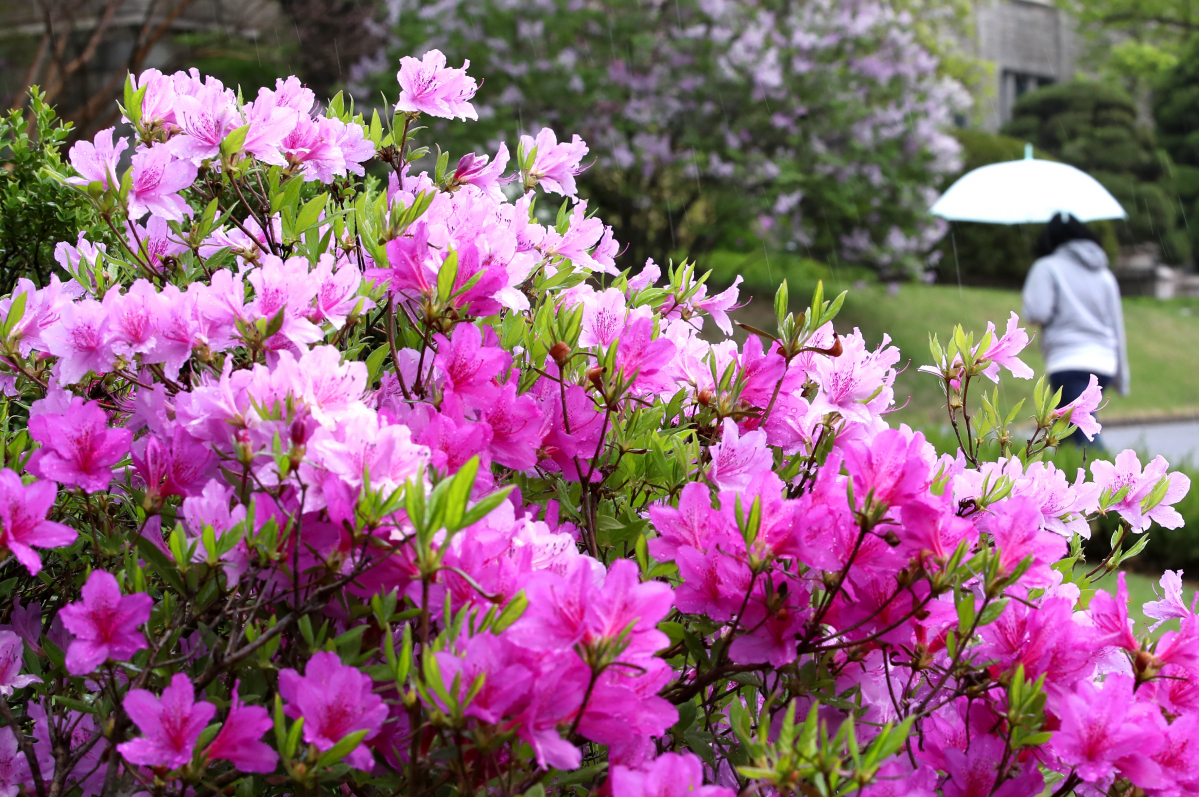 ▲봄비가 촉촉히 내린 12일 오후 서울 서대문구 이화여자대학교 교정에서 학생들이 우산을 들고 진달래와 철쭉 꽃길을 걸어가고 있다. (뉴시스)