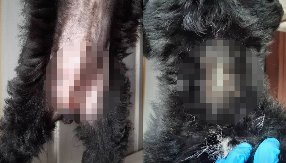 ▲지난 3월 25일 한국야생동물보호협회로 들어온 깜순이는 배에서 항문 아래까지 길게 이어진 봉합 자국(왼쪽 사진)이 있었고, 목의 상처(오른쪽 사진)에서는 고름이 흘러나오고 있다. (출처=유기동물사랑봉사대 인스타그램 캡처)