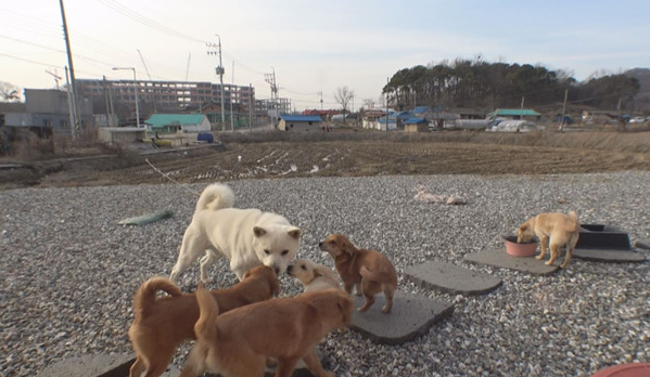 ▲'TV동물농장'(사진제공=SBS)