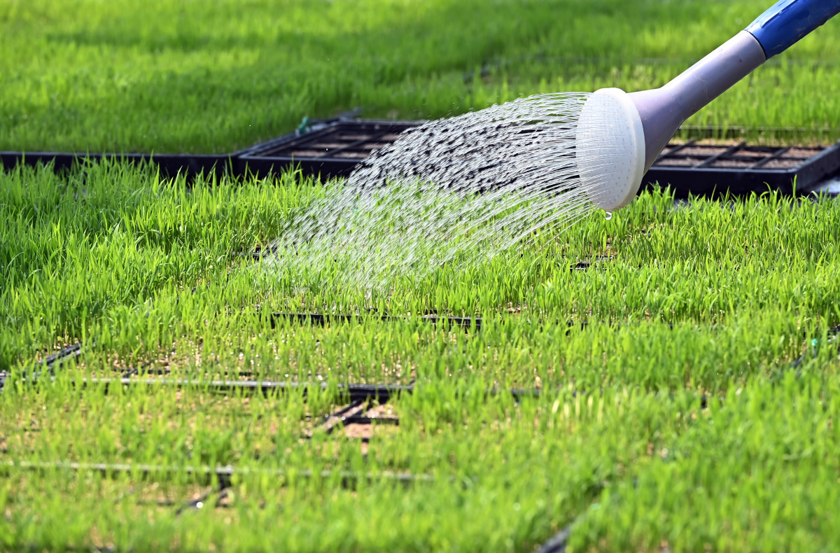 ▲절기상 곡우를 하루 앞둔 19일 경기도 화성시 경기도농업기술원 육묘장에서 관계자들이 모판에서 자라는 볏모에 물을 주고 있다. (뉴시스)