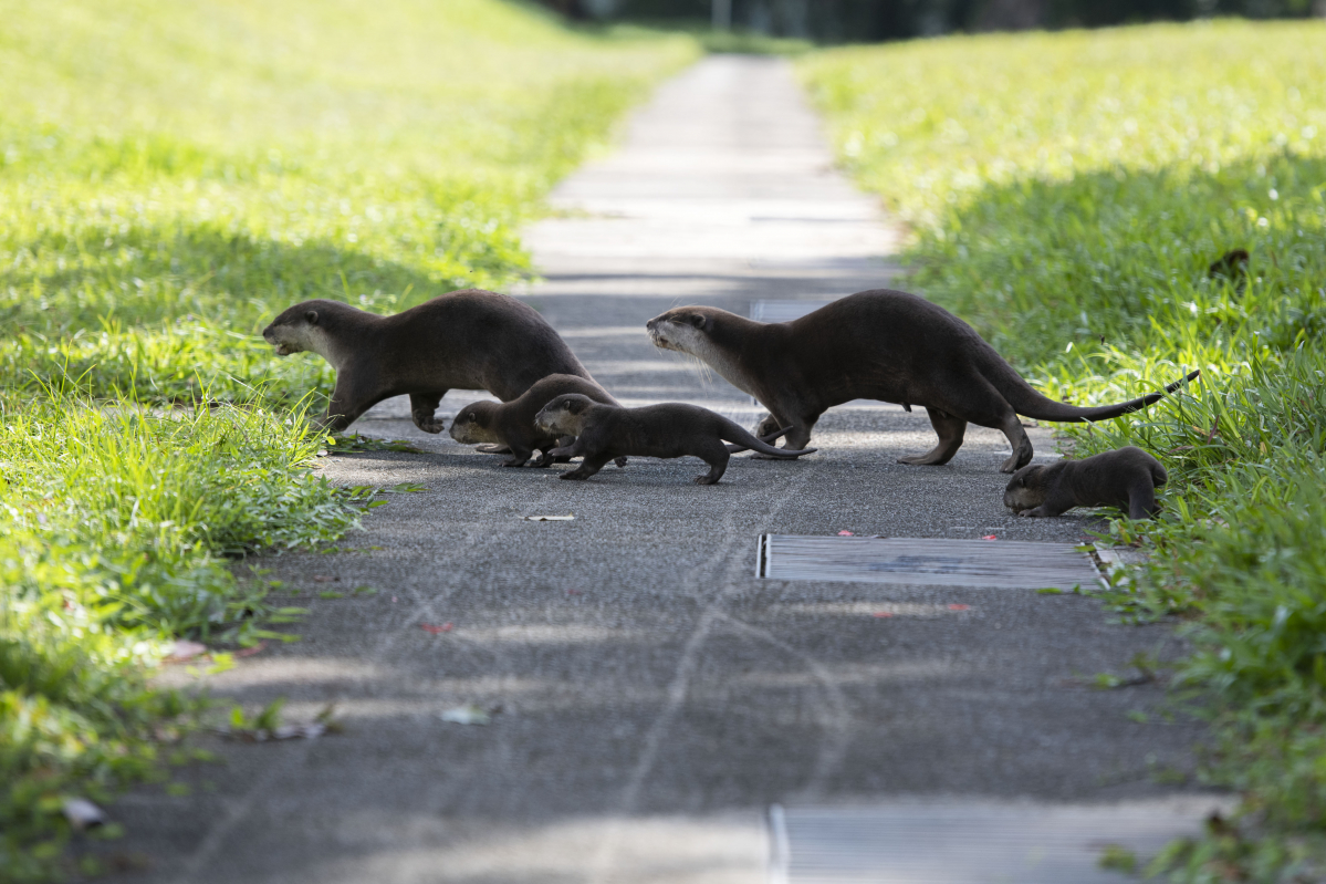 ▲美 동물원 수달 코로나19 확진 (뉴시스)