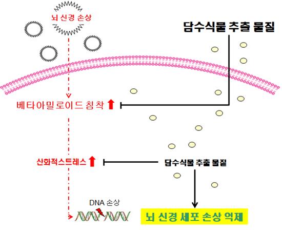 ▲국립낙동강생물자원관이 밝혀낸 담수식물의 뇌신경 손상 억제 및 베타-아밀로이드 침착 억제 기전. (자료제공=국립낙동강생물자원관)