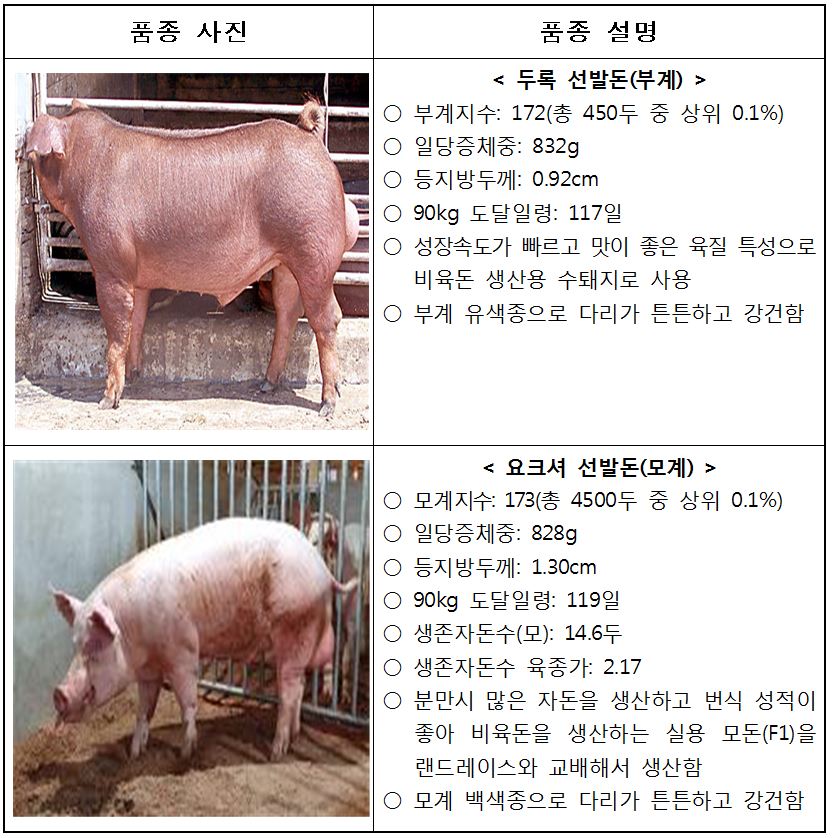 ▲한국형 GSP종돈. (자료제공=농림식품기술기획평가원)