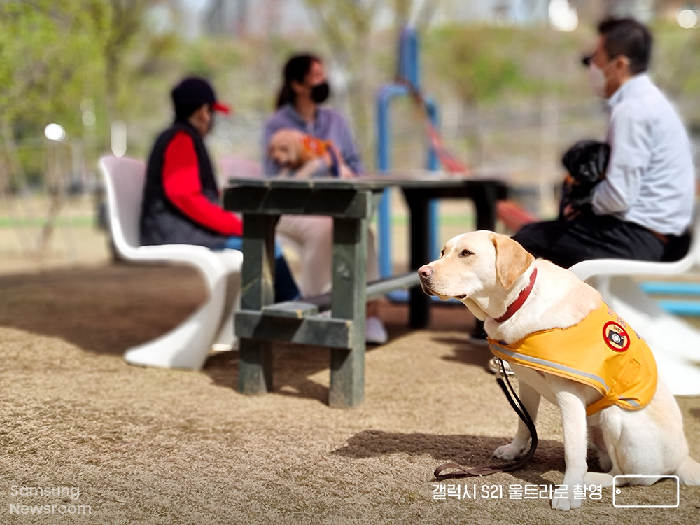 ▲카페에서 시간을 보내고 있는 예비 안내견의 모습. 자신의 자리에서 편안하게 휴식을 취하거나, 잠을 자는 등 이 모든 과정이 ‘사회화 훈련’에 해당한다. (출처=삼성전자 뉴스룸)