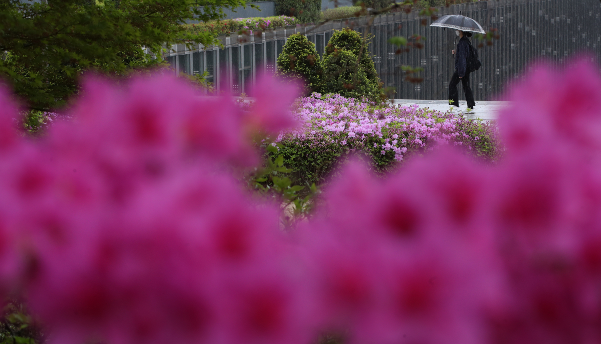 ▲서울 서대문구 이화여자대학교 교정에서 학생들이 우산을 들고 진달래와 철쭉 꽃길을 걸어가고 있다. (뉴시스)