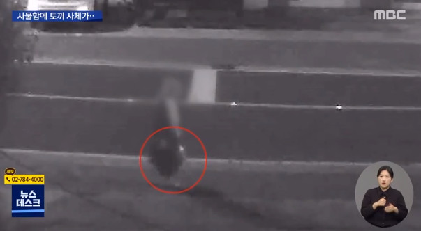 ▲여고 사물함에 토끼 사체 두고 도주한 여성 검거 (출처=MBC 뉴스)