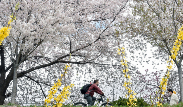 ▲대구 동구 금호강변 둔치에서 시민들이 활짝 핀 벚꽃길을 산책하고 있다. (뉴시스)
