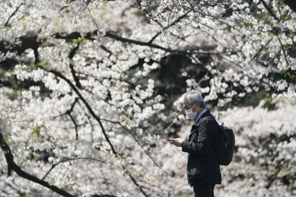 ▲지난해 3월 2일 일본 도쿄에서 한 남성이 벚꽃 아래서 휴대폰을 보고 있다 도쿄/AP뉴시스
