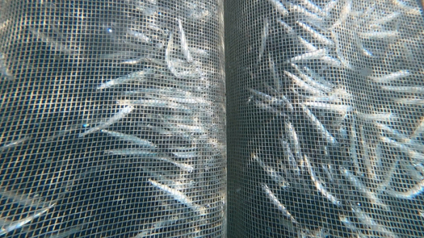 ▲'바닷가 사람들' 남해 봄 멸치잡이(사진제공=EBS1)