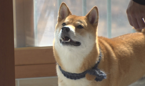 ▲'TV동물농장'(사진제공=SBS)