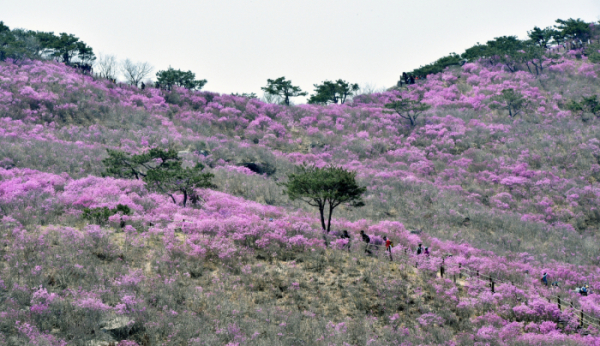 ▲11일 대구 달성군 유가읍 비슬산 참꽃 군락지가 봄을 맞아 분홍빛으로 물들어 가고 있다.  (뉴시스)