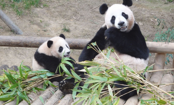 ▲'TV동물농장'(사진제공=SBS)