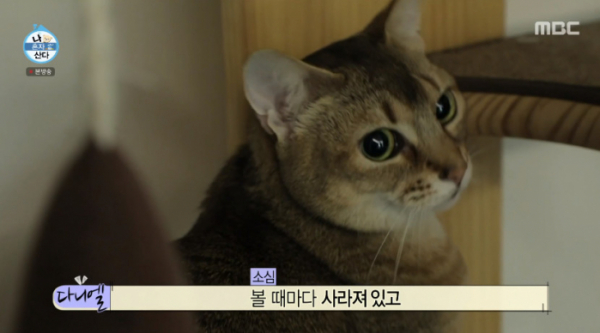 ▲강다니엘 고양이(사진=MBC 방송화면 캡처)