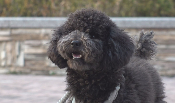 ▲'TV동물농장'(사진제공=SBS)