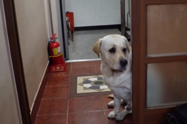 ▲'TV동물농장'(사진제공=SBS)