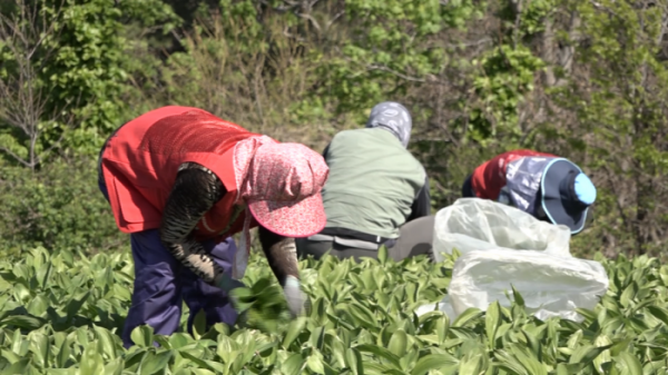▲'다큐멘터리 3일' 울릉도 (사진제공=KBS 2TV)