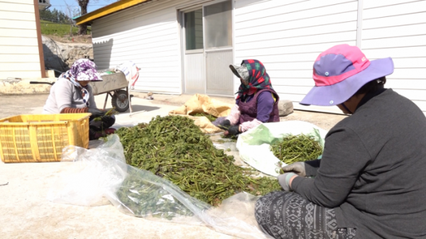 ▲'다큐멘터리 3일' 울릉도 (사진제공=KBS 2TV)