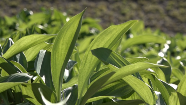 ▲'다큐멘터리 3일' 울릉도 (사진제공=KBS 2TV)