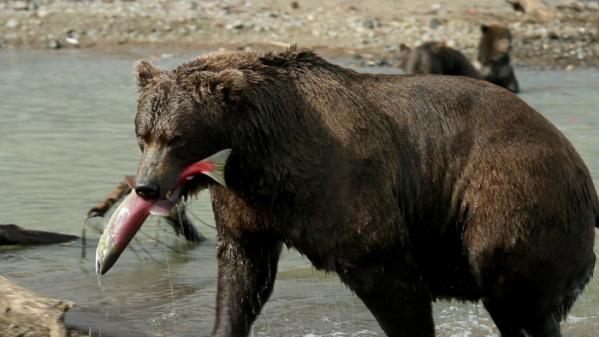 ▲'세계테마기행' 러시아 캄챠카(사진제공=EBS1)