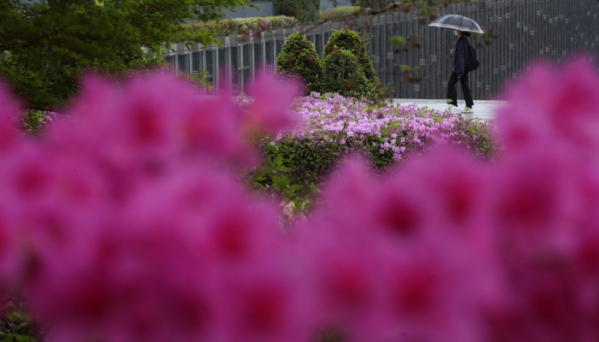 ▲서울 서대문구 이화여자대학교 교정에서 학생들이 우산을 들고 진달래와 철쭉 꽃길을 걸어가고 있다. (뉴시스)