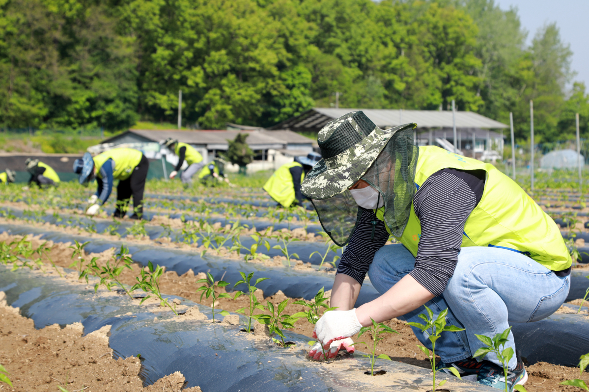 ▲NH투자증권 임직원들이 3일 경기도 파주시 문산읍 당동2리에서 진행한 일손돕기 행사에서 고추심기 작업을 하고 있다.  (출처=NH투자증권)