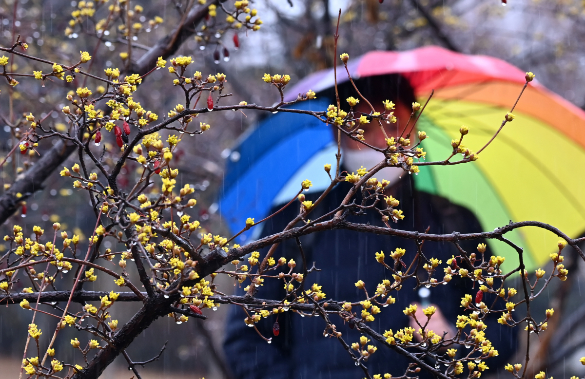 ▲경기도 수원시 팔달구 한 공원에 노란 산수유꽃이 활짝 피어 있다. (뉴시스)