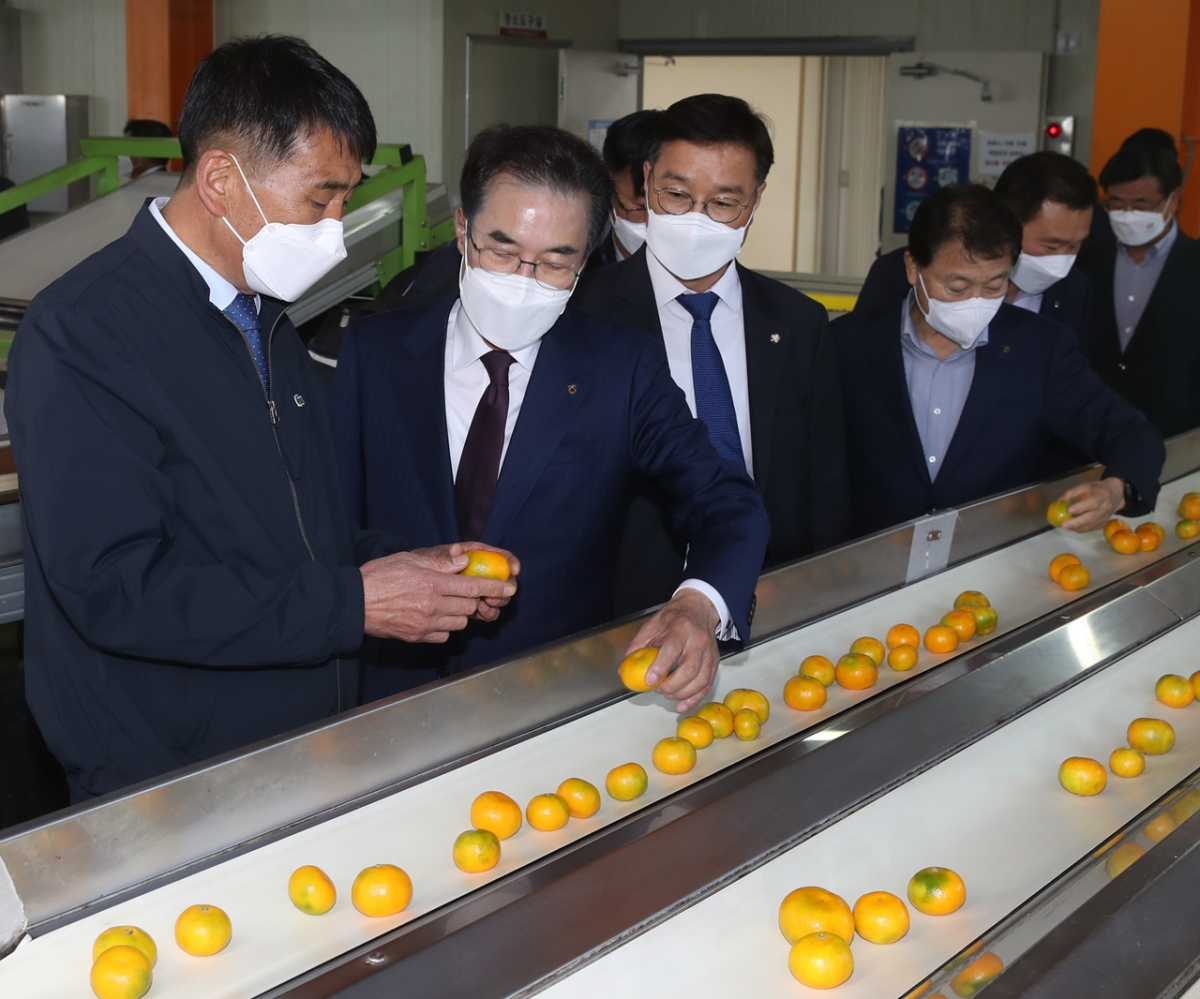 ▲이성희 농협중앙회장(왼쪽에서 두번째)이 6일 제주 남원농협APC(농산물산지유통센터)를 방문해 감귤 선별과 상품화 과정을 살펴보고 있다. (사진제공=농협중앙회)