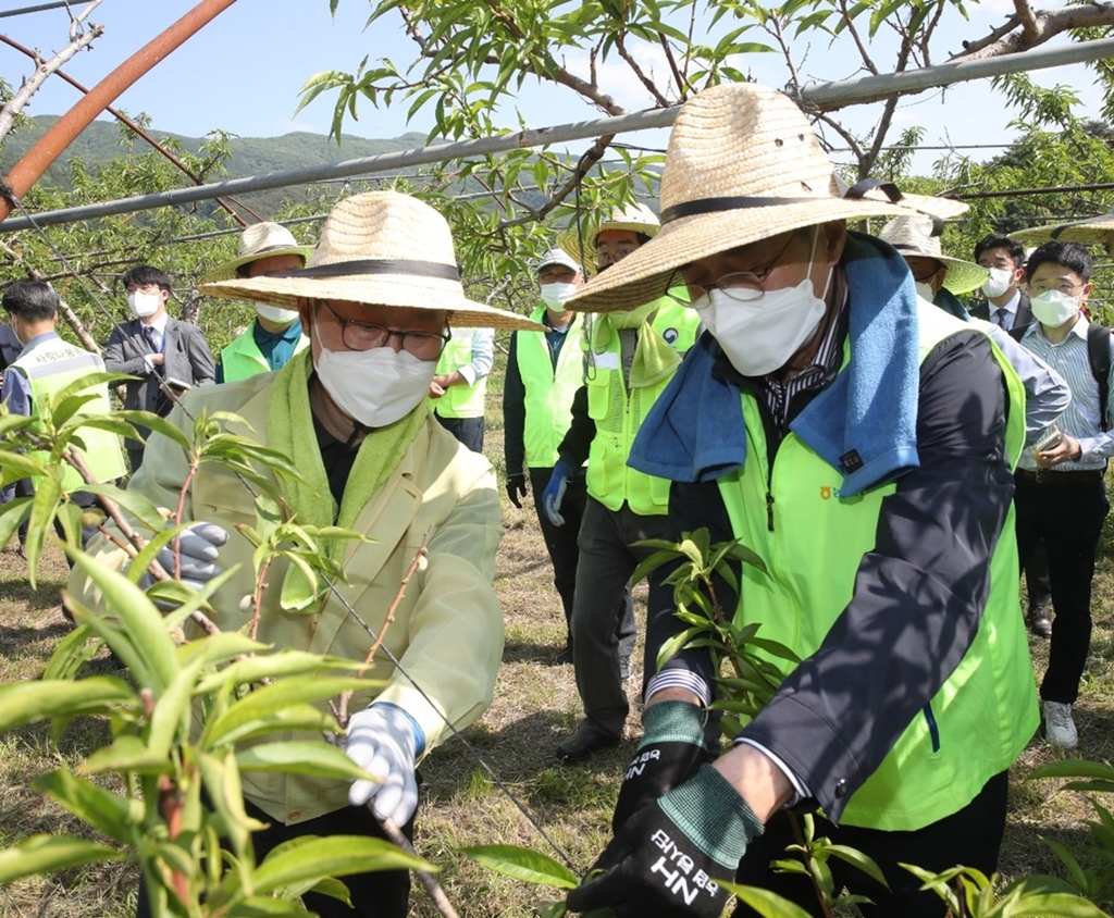 ▲이성희 농협중앙회장(오른쪽)이 박범계 법무부 장관과 함께 13일 강원도 춘천시 동내면 소재 복숭아 농장을 찾아 일손돕기를 하고 있다. (사진제공=농림축산식품부)