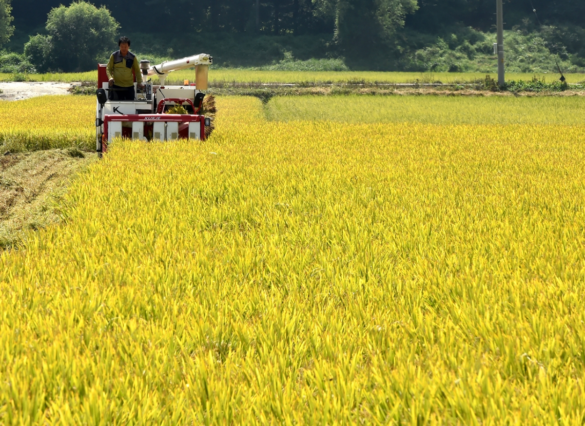 ▲경기 이천시 마장면 이평리 들녘에서 수확중인 임금님표 이천쌀 '해들'. (뉴시스)