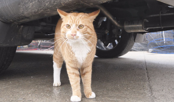 ▲'TV동물농장'(사진제공=SBS)