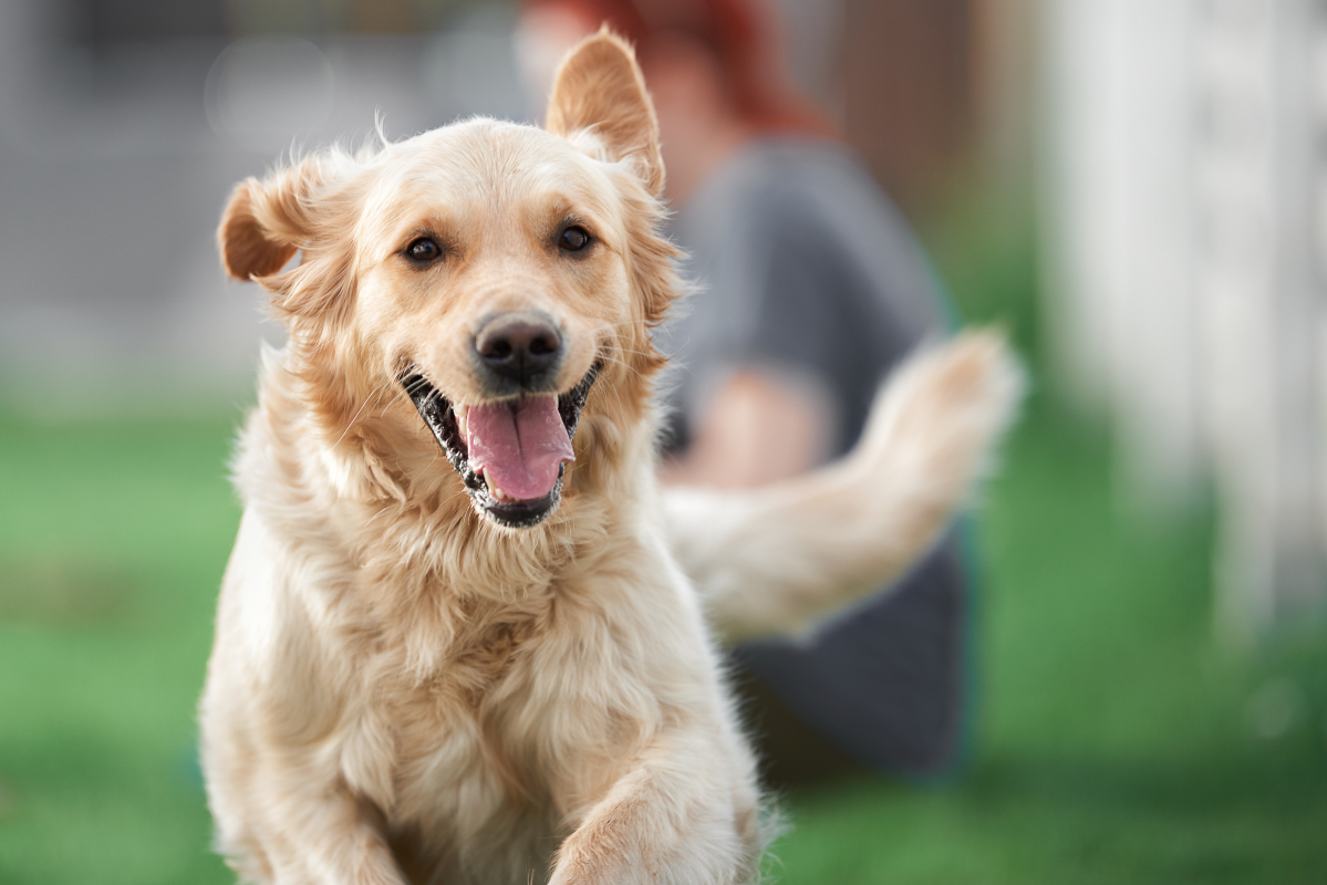 ▲경기 남양주시 내 야산에서 50대 여성이 대형견인 골든 리트리버에 물려 숨지는 사고가 발생했다. 사진은 기사 내용과 관계 없음. (게티이미지뱅크)